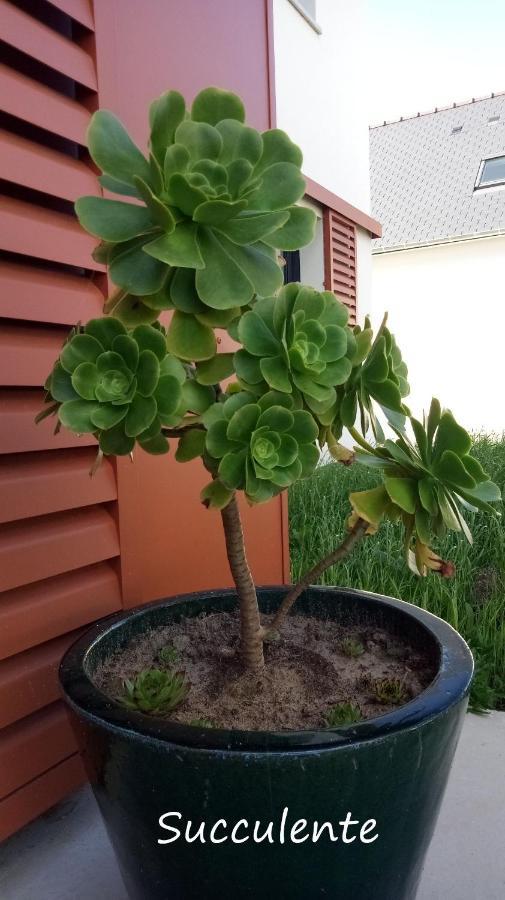 Epiphytes Et Succulentes Daire Paimpol Dış mekan fotoğraf